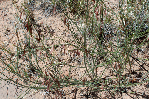 gladiator milkvetch (Astragalus xiphoides)