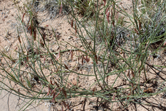 Astragalus xiphoides