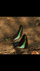 Graphium