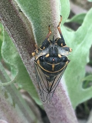 Platypediini