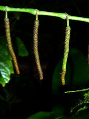 Piper dumosum