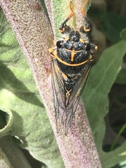 Platypediini