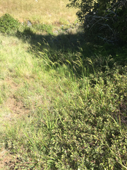 Bromus laevipes