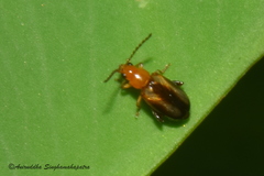 Luperomorpha vittata