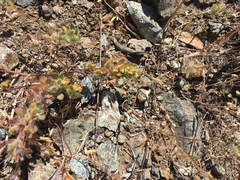 Acmispon brachycarpus