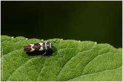 Macugonalia leucomelas