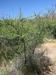 Mimosa aculeaticarpa biuncifera