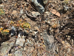 Acmispon brachycarpus