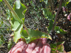 Penstemon pseudospectabilis