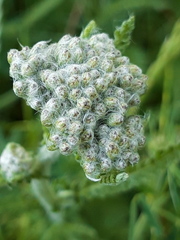 Achillea pannonica