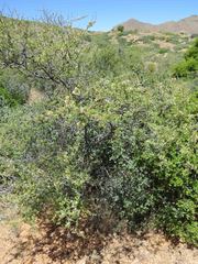 Mimosa aculeaticarpa biuncifera