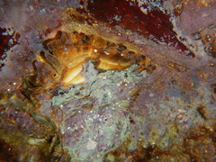 Ceratostoma