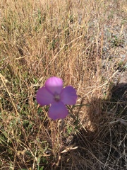Clarkia gracilis gracilis