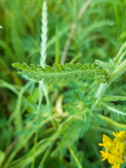 Achillea pannonica
