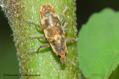 Hypolixus
