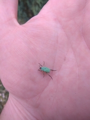 Hoplia parvula