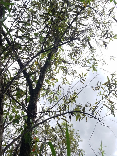 Salix caroliniana image