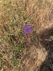Clarkia gracilis gracilis