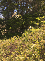 Bromus laevipes