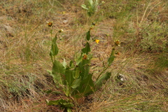 Wyethia amplexicaulis