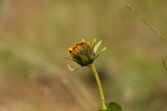 Wyethia amplexicaulis