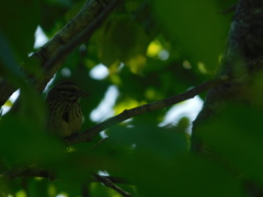 Melospiza melodia image
