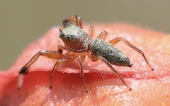 Tutelina