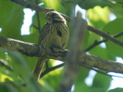 Melospiza melodia image