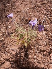 Glandularia gooddingii