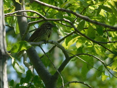 Melospiza melodia image