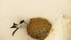 Delichon urbicum