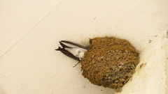 Delichon urbicum