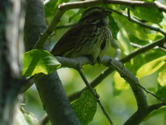 Melospiza melodia image