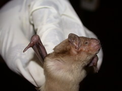 Scotophilus leucogaster