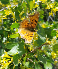 Polygonia satyrus