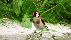 Carduelis carduelis