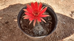 Trichocereeae
