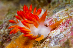 Coryphella