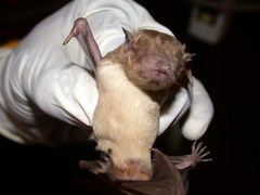 Scotophilus leucogaster