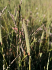 Phleum pratense
