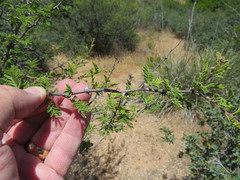 Mimosa aculeaticarpa biuncifera
