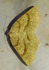 Euchlaena marginaria