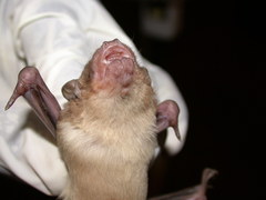 Scotophilus leucogaster