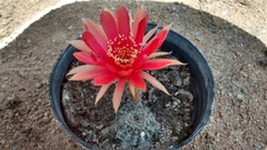 Trichocereeae