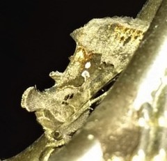 Argyrogramma signata