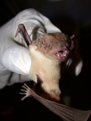 Scotophilus leucogaster