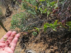 Penstemon pseudospectabilis