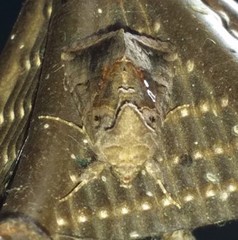 Argyrogramma signata