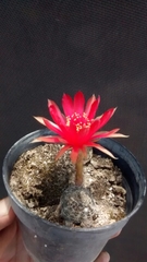 Trichocereeae