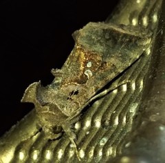 Argyrogramma signata